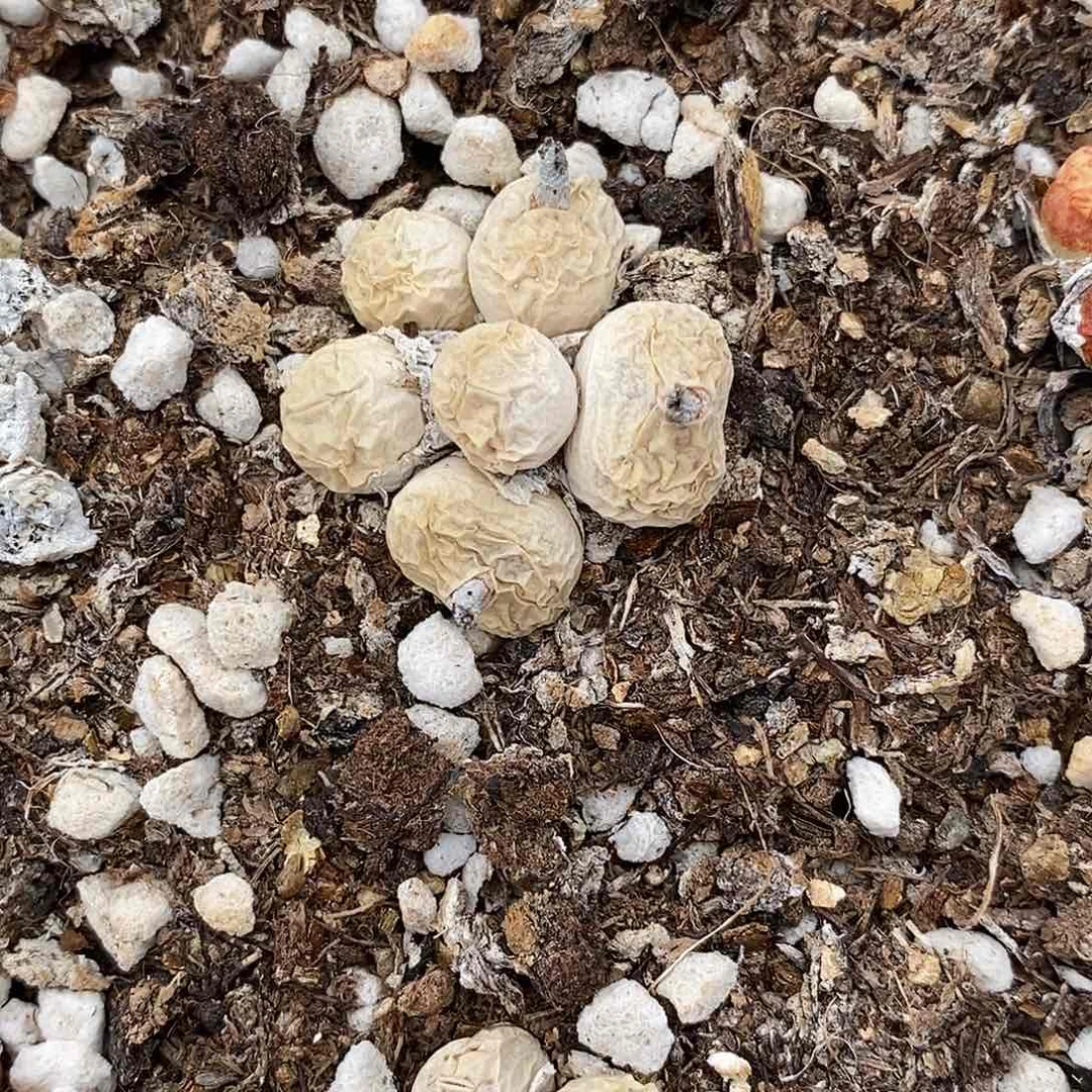 2992肉锥混一群。