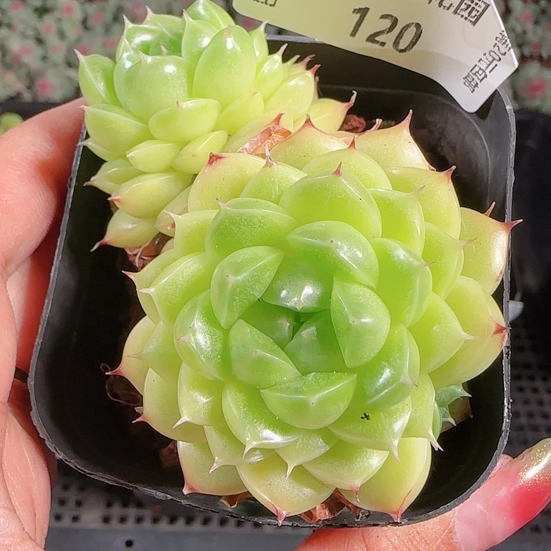 0923-120麦秆优选不包整