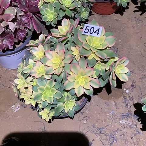 多肉植物法师504艳日辉