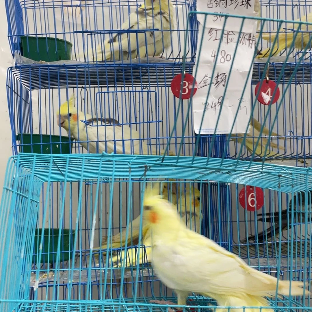 玄凤鹦鹉/鸡尾鹦鹉