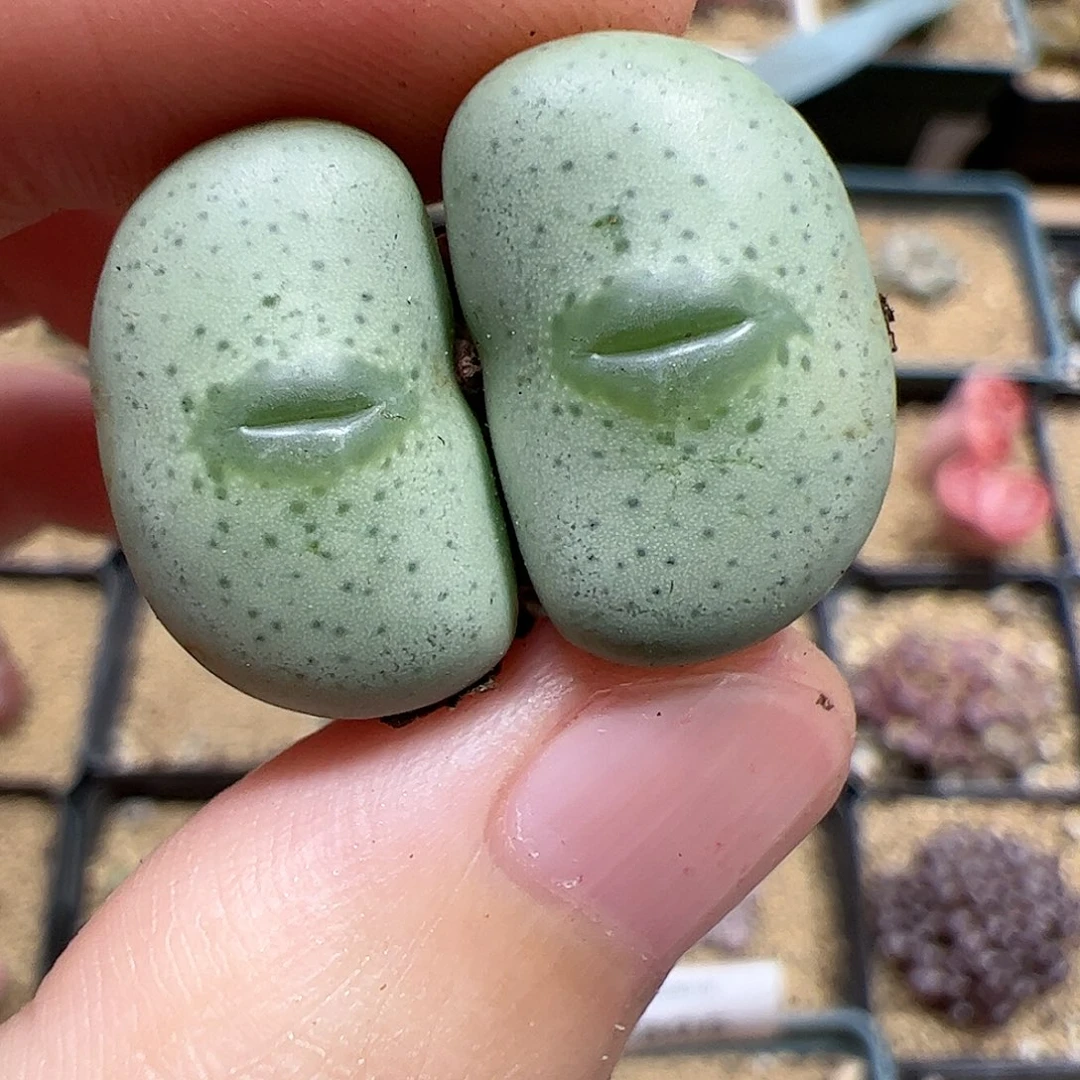 【闪购商品】364 嘟