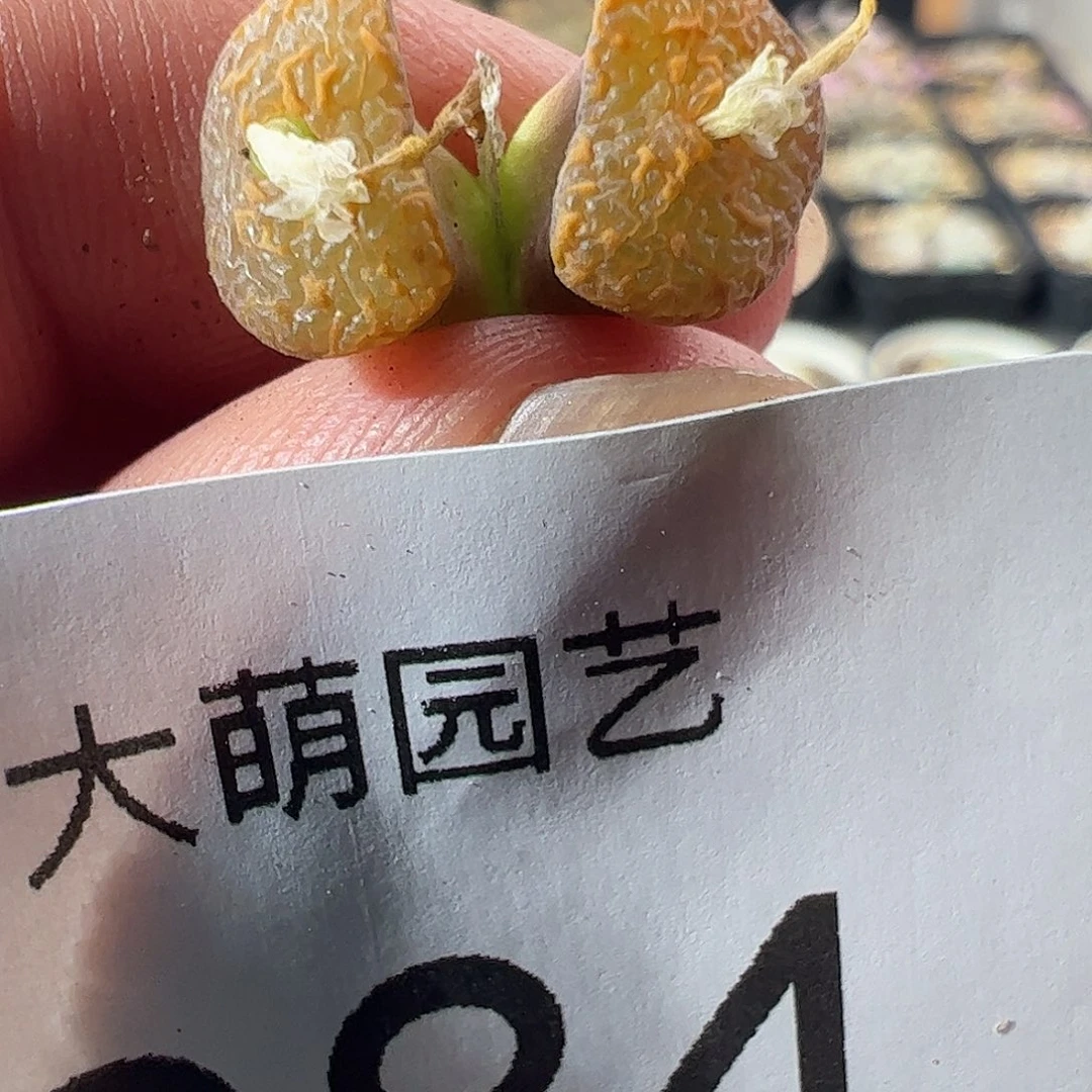 一物一拍。        884