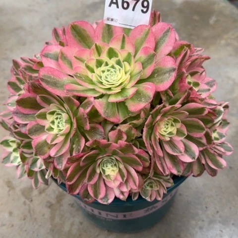 679玉资22厘米左右