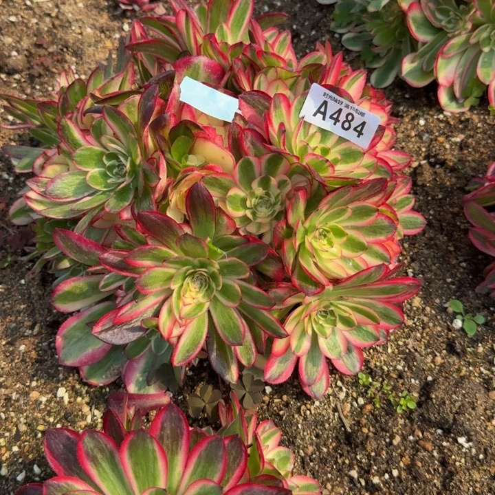 用****3484荔枝绣球到秋天。多肉植物