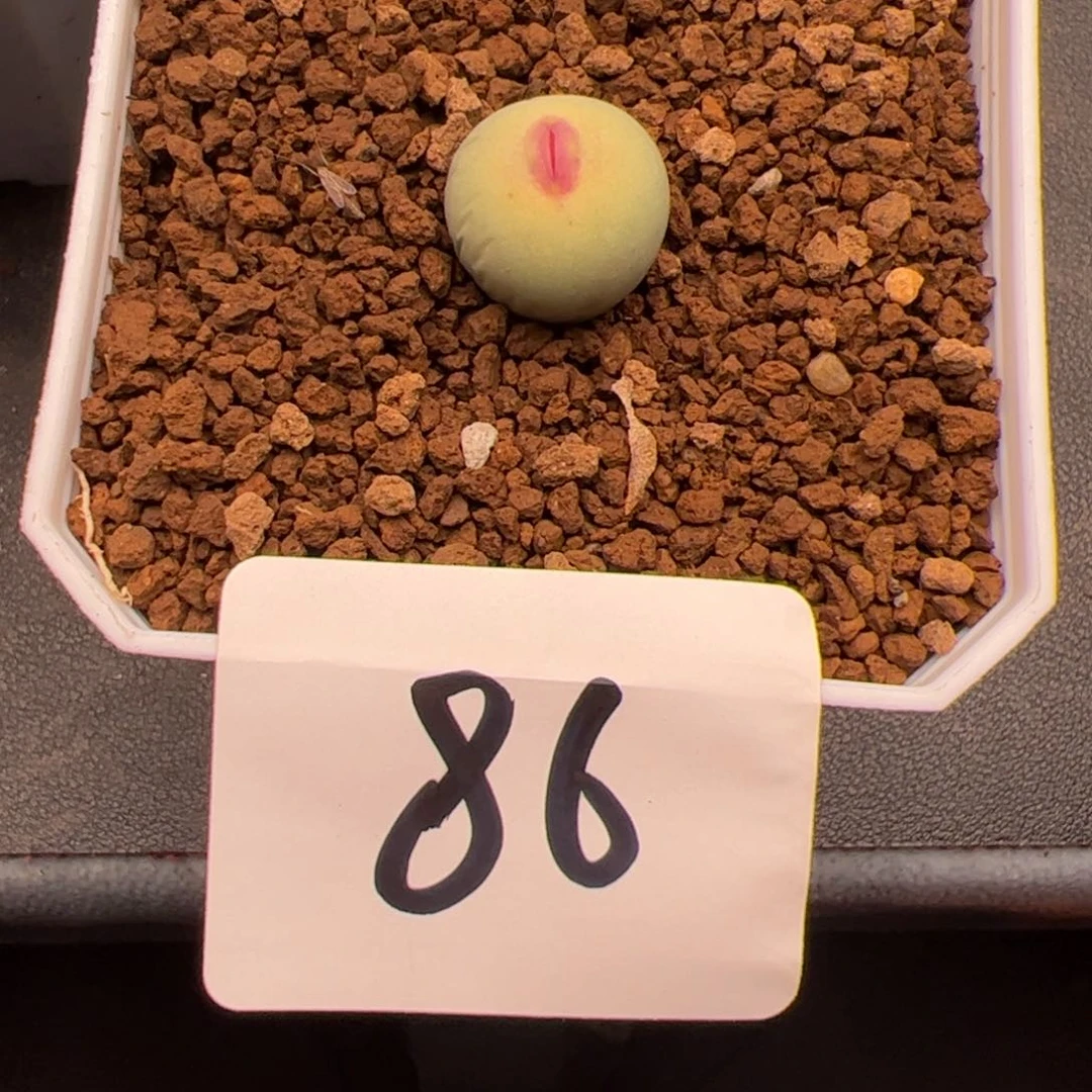 垚***?6.5嘴巴多肉植物86