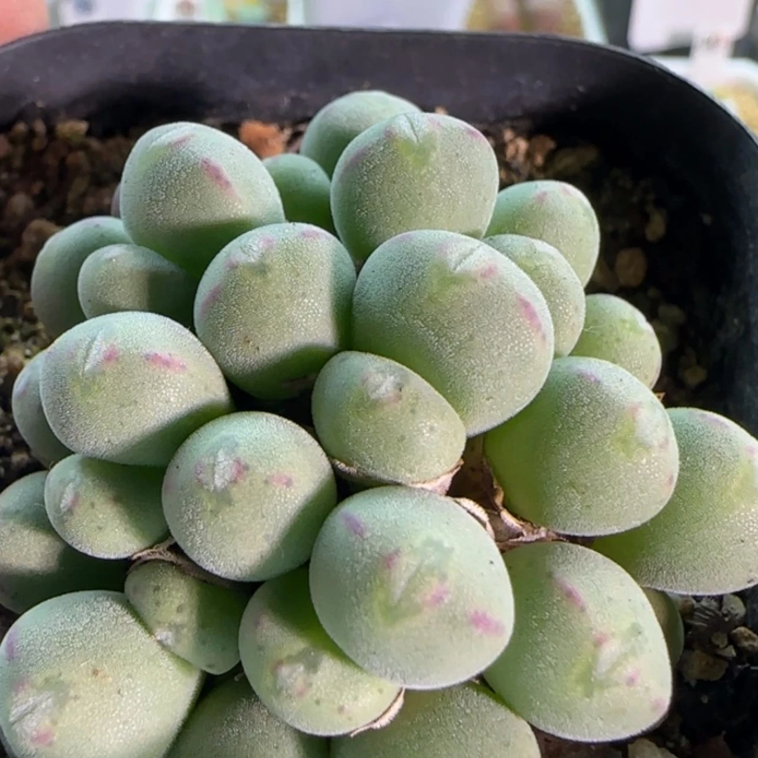 【闪购商品】19763