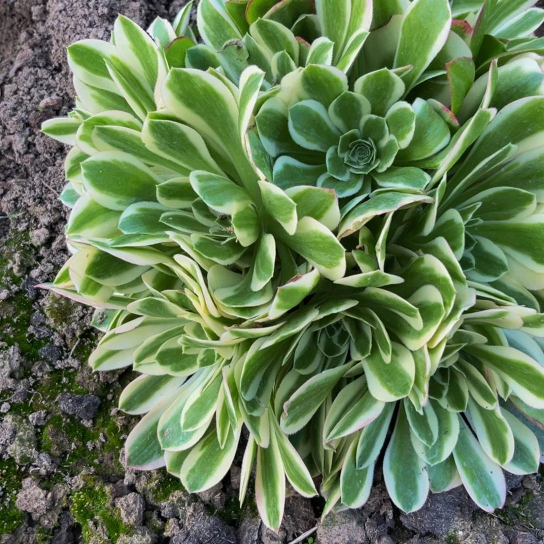 白凤多肉植物捧花的