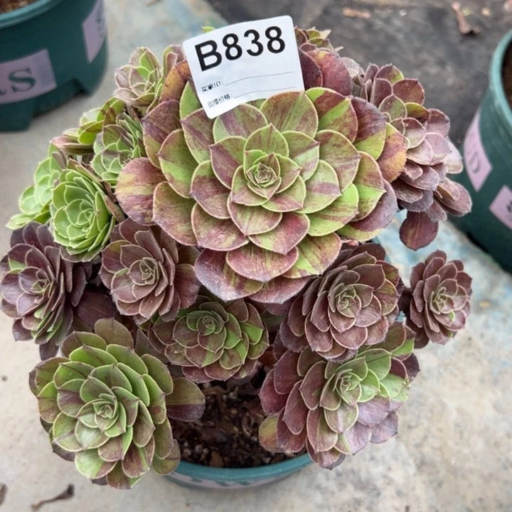 838花月夜22厘米左右