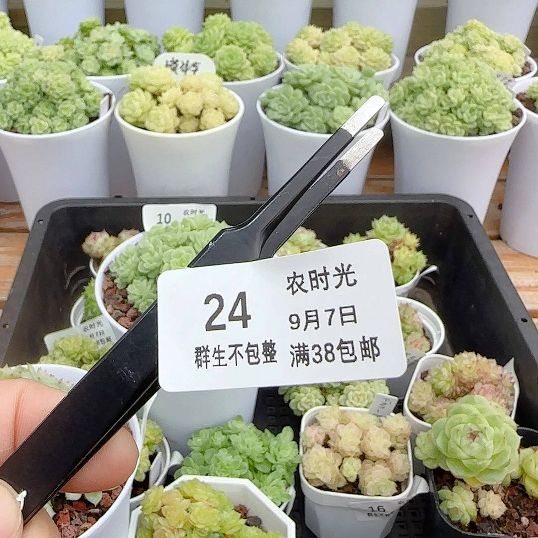【闪购商品】0907-24黑色扁口例子