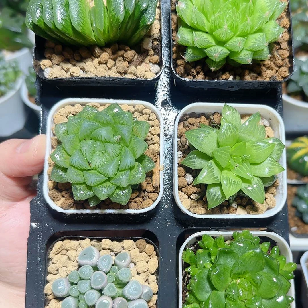 六颗福利原盆原土