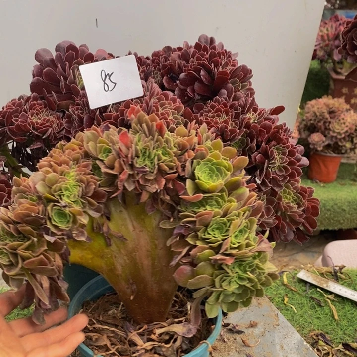 老***童85号欧紫➕柠檬多肉1颗