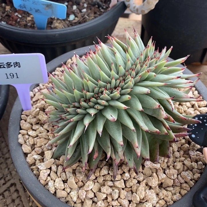 D191- 直播福利 乌木缀