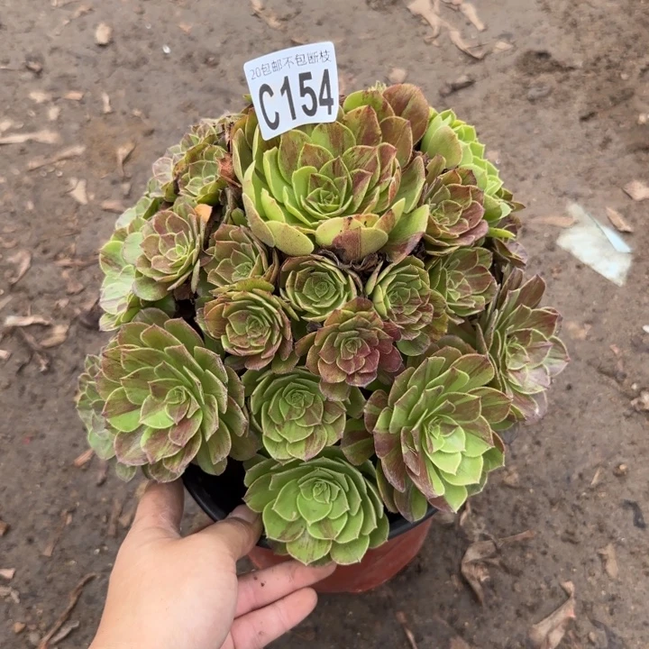 花月夜……多肉植物……