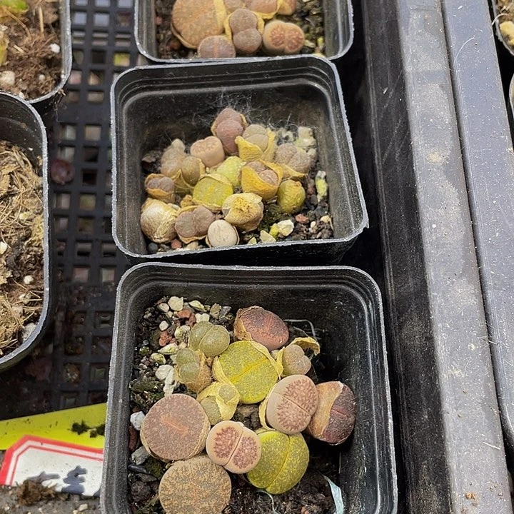 生石花2.99带哦土发