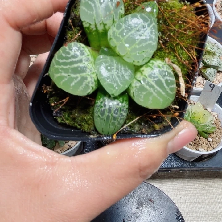 水晶康平多肉植物6666