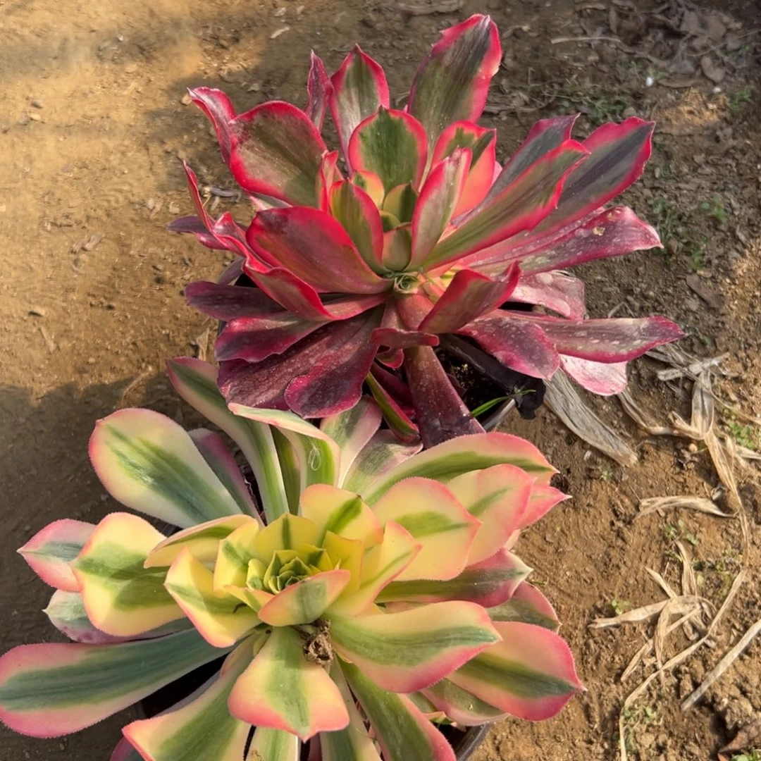 多肉植物多肉植物