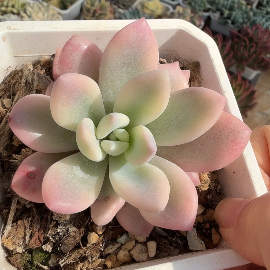 奥普锦，多肉植物。