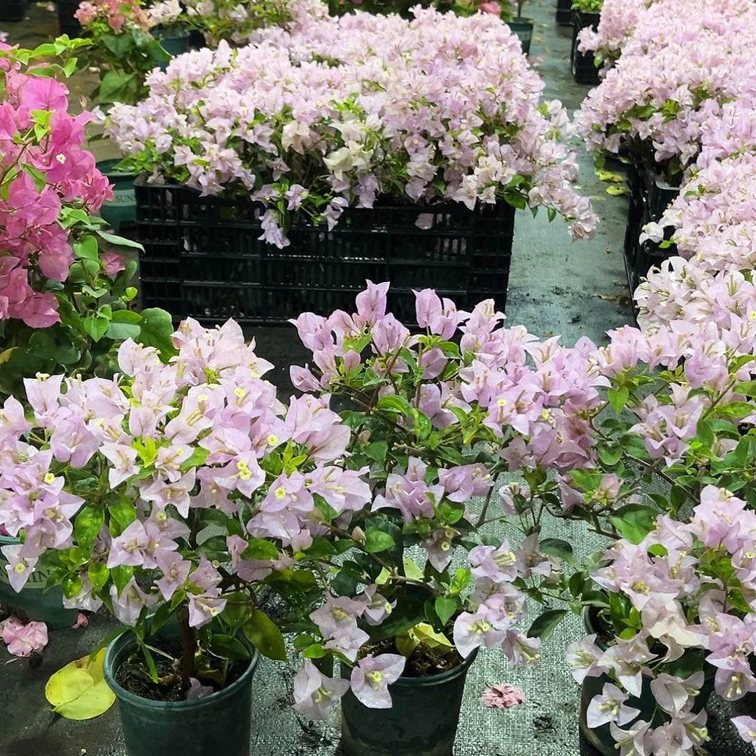 完全开放苹果花掌中宝一颗