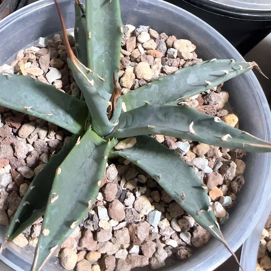 妖炎龙舌兰111111111