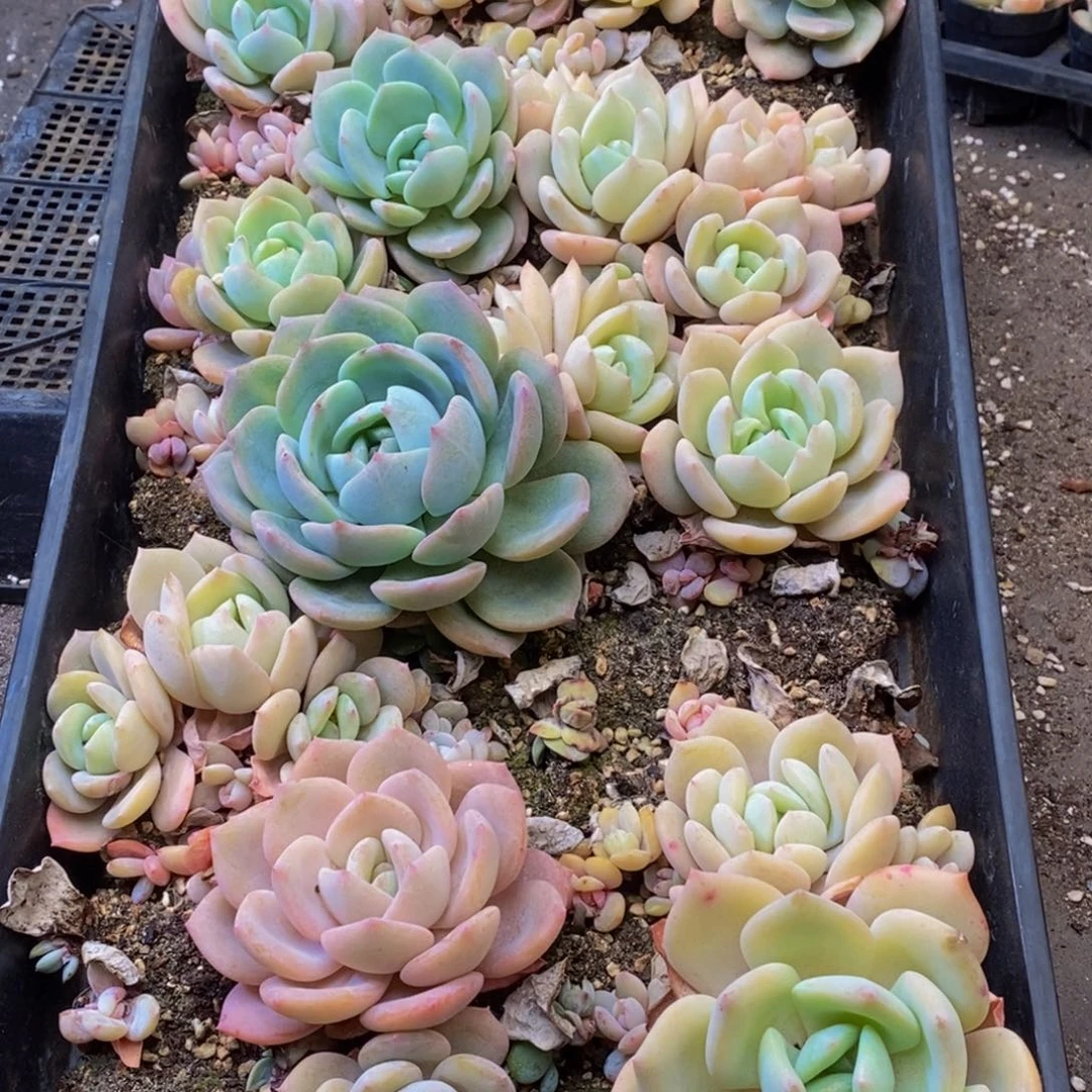 258多肉植物保护研究所所长