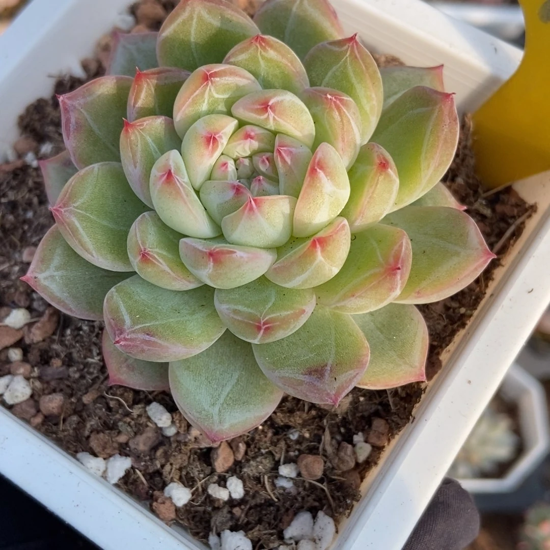 709雪花珍妮多肉植物