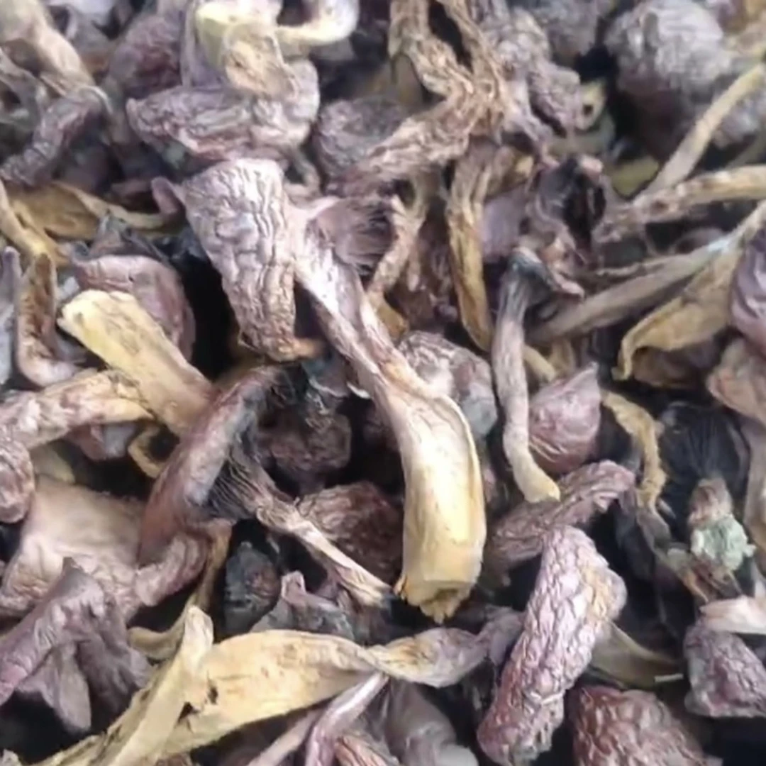 红蘑条 肉蘑 松树伞蘑