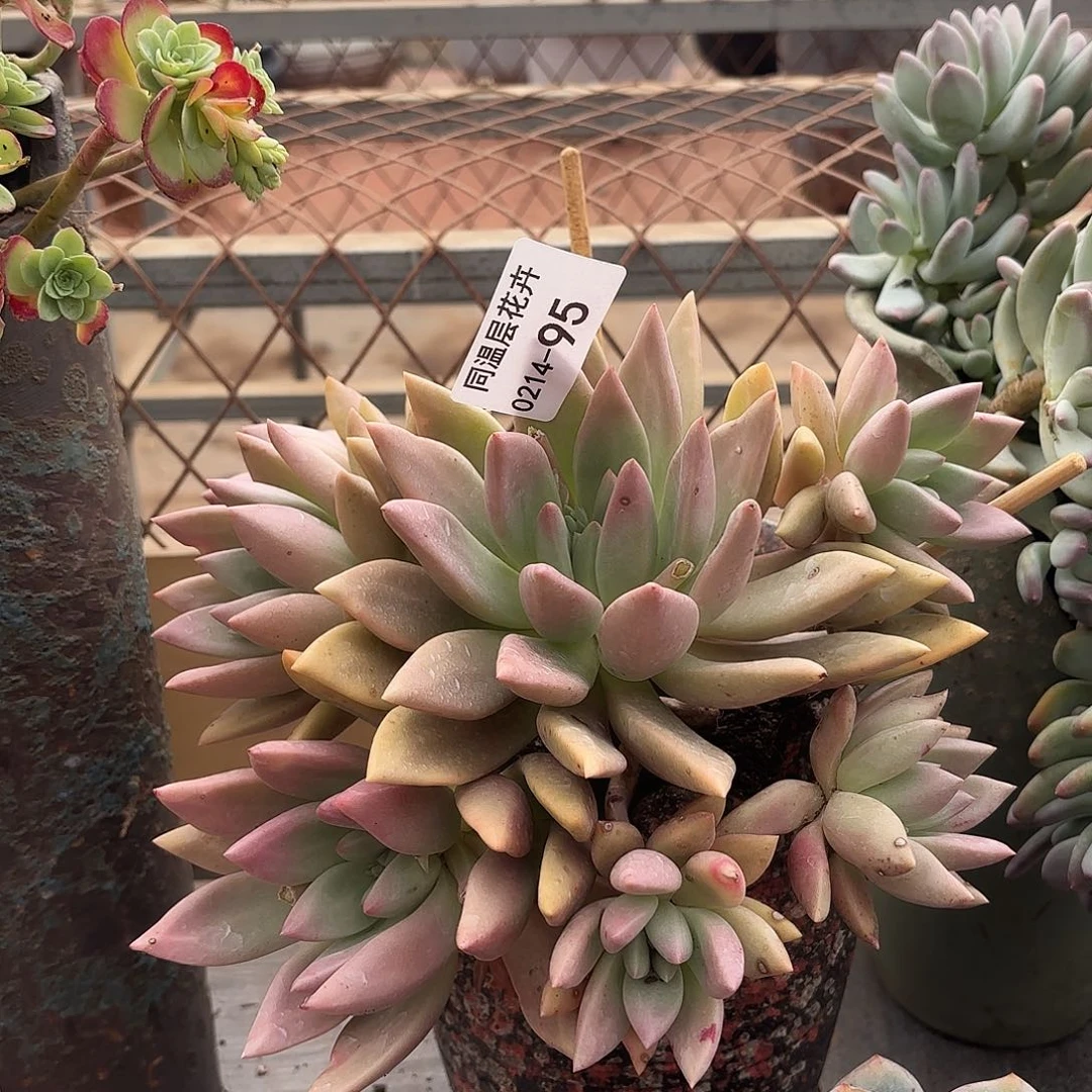 同温层多肉桃花源95