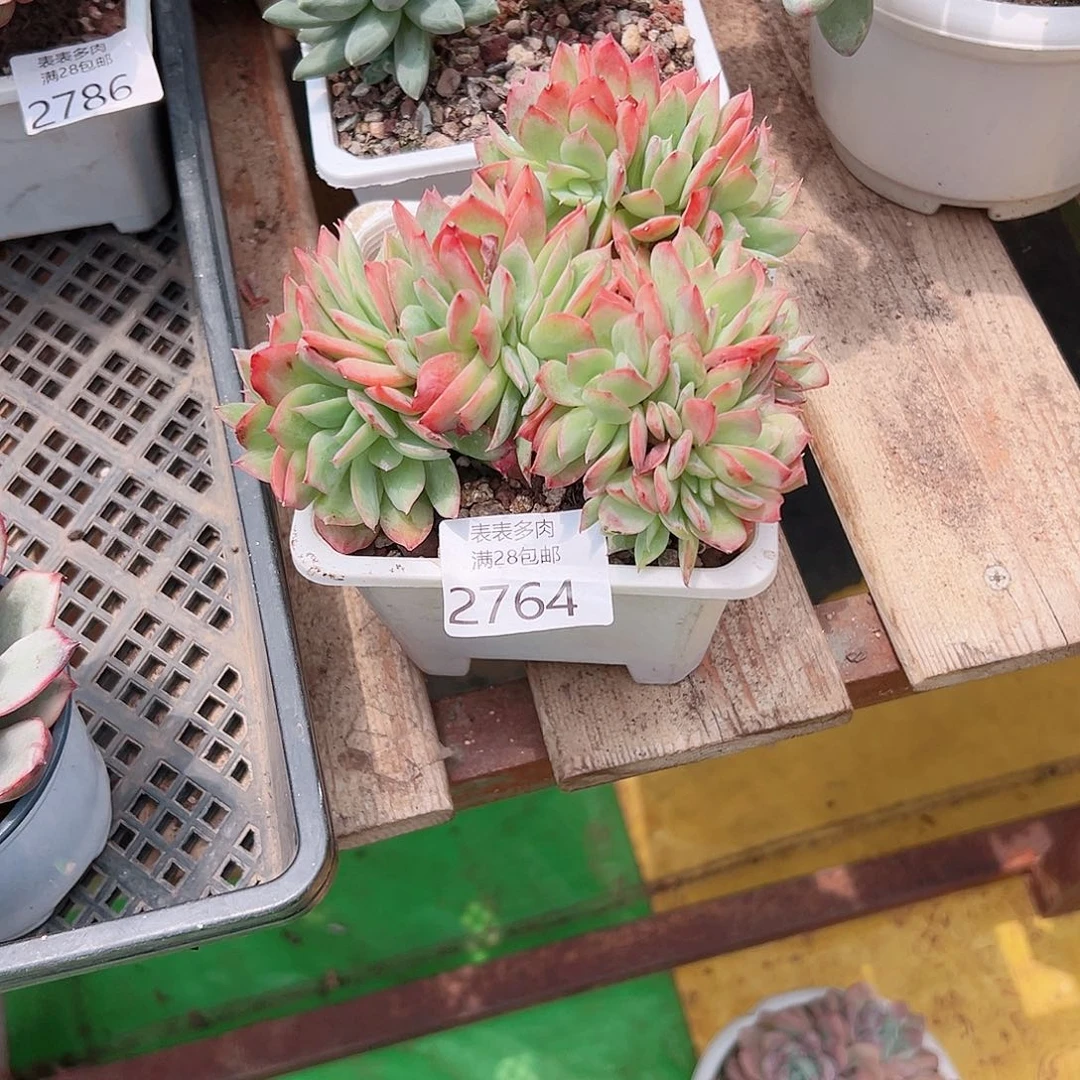 叶***桐多肉一物一拍植物2764