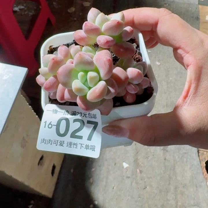 红洛神无盆土发货多肉多