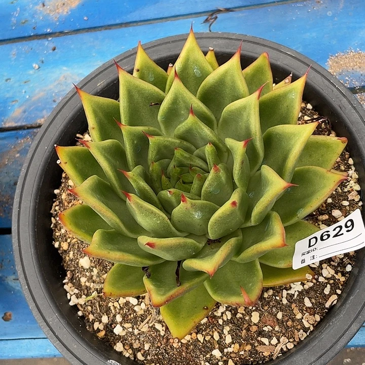 若如东云单拍D629