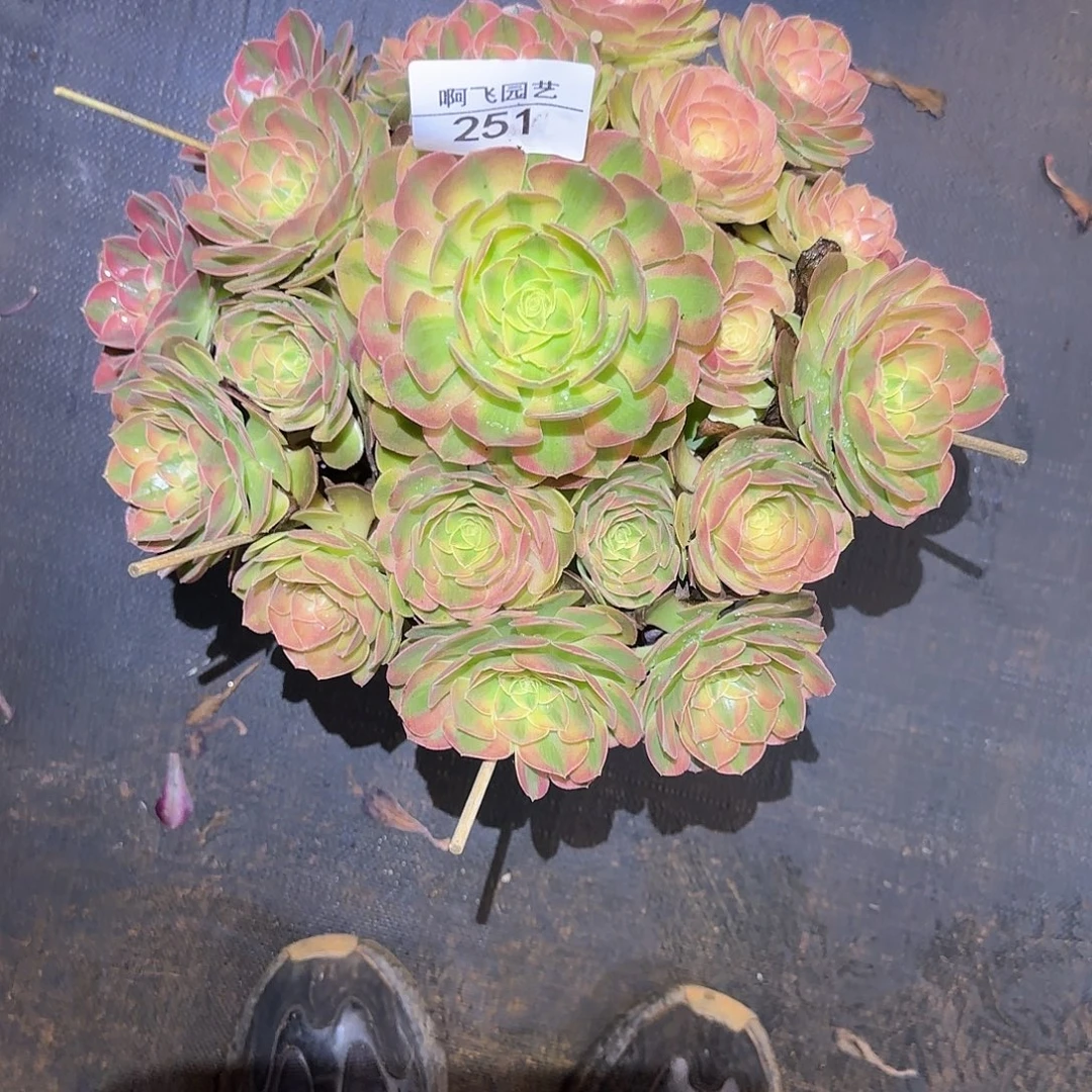 251多肉 雨荷法师 寄养福利