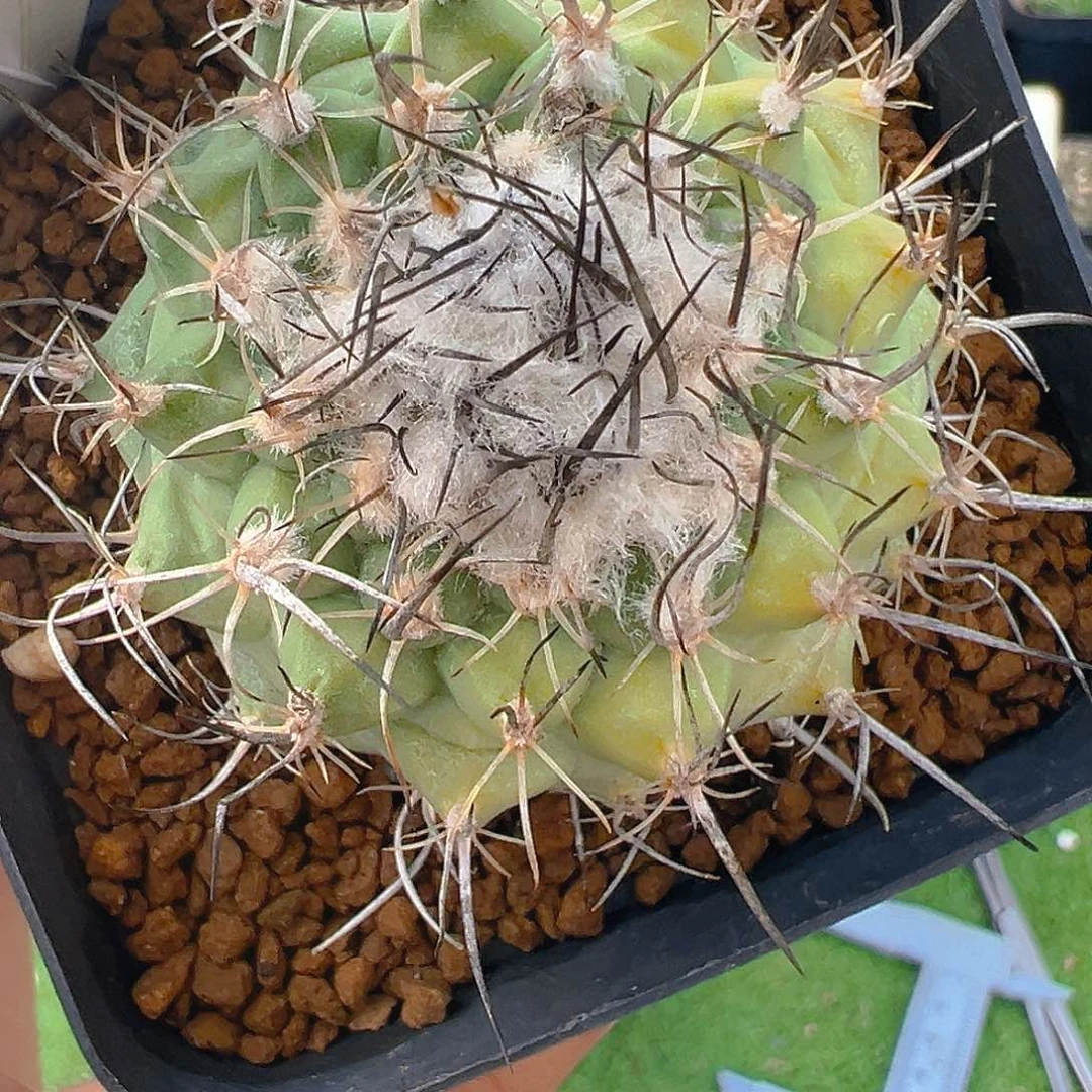 7319娇丽有伤特出5厘米