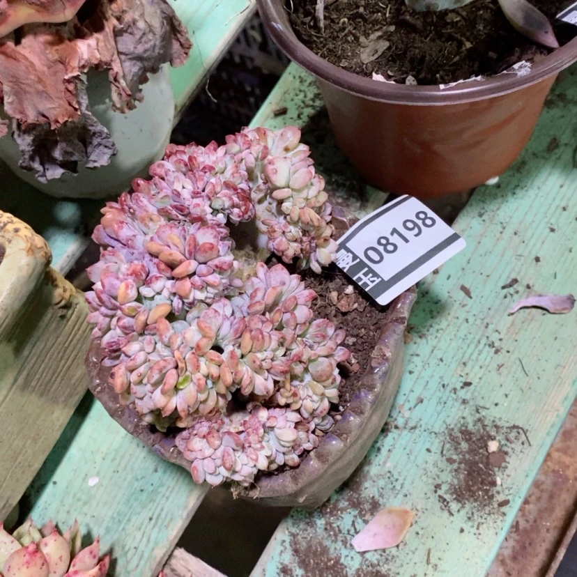 【闪购商品】这***白多肉玛瑙缀08198