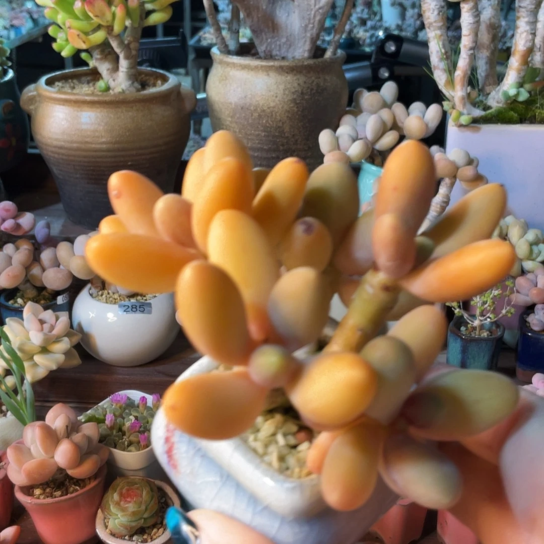 y***ᐝ多肉植物的生长发育与生长