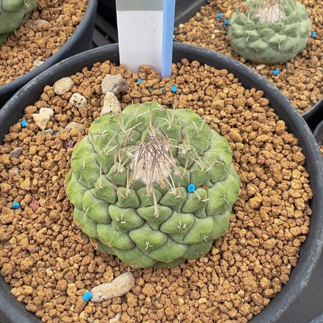 074实生根菊水实生根多肉植物带盆土