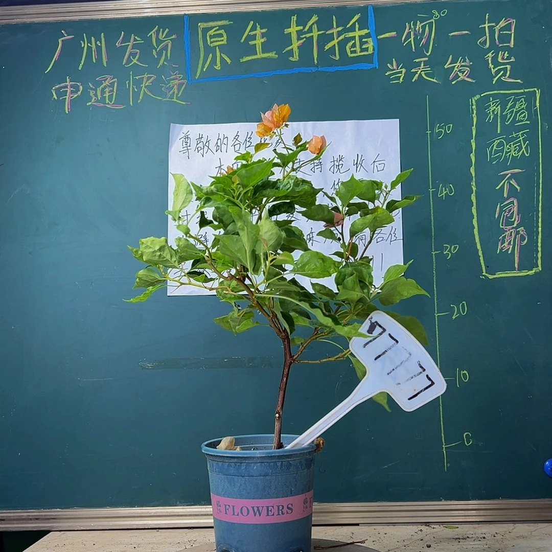 当前无花栽培后可以开花 橙九月 77777