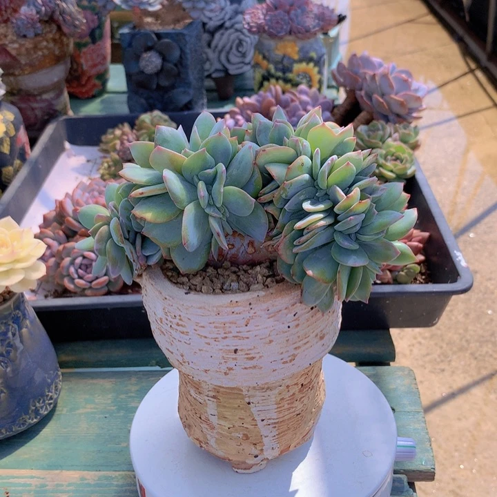 王***五白凤朵朵群小老桩