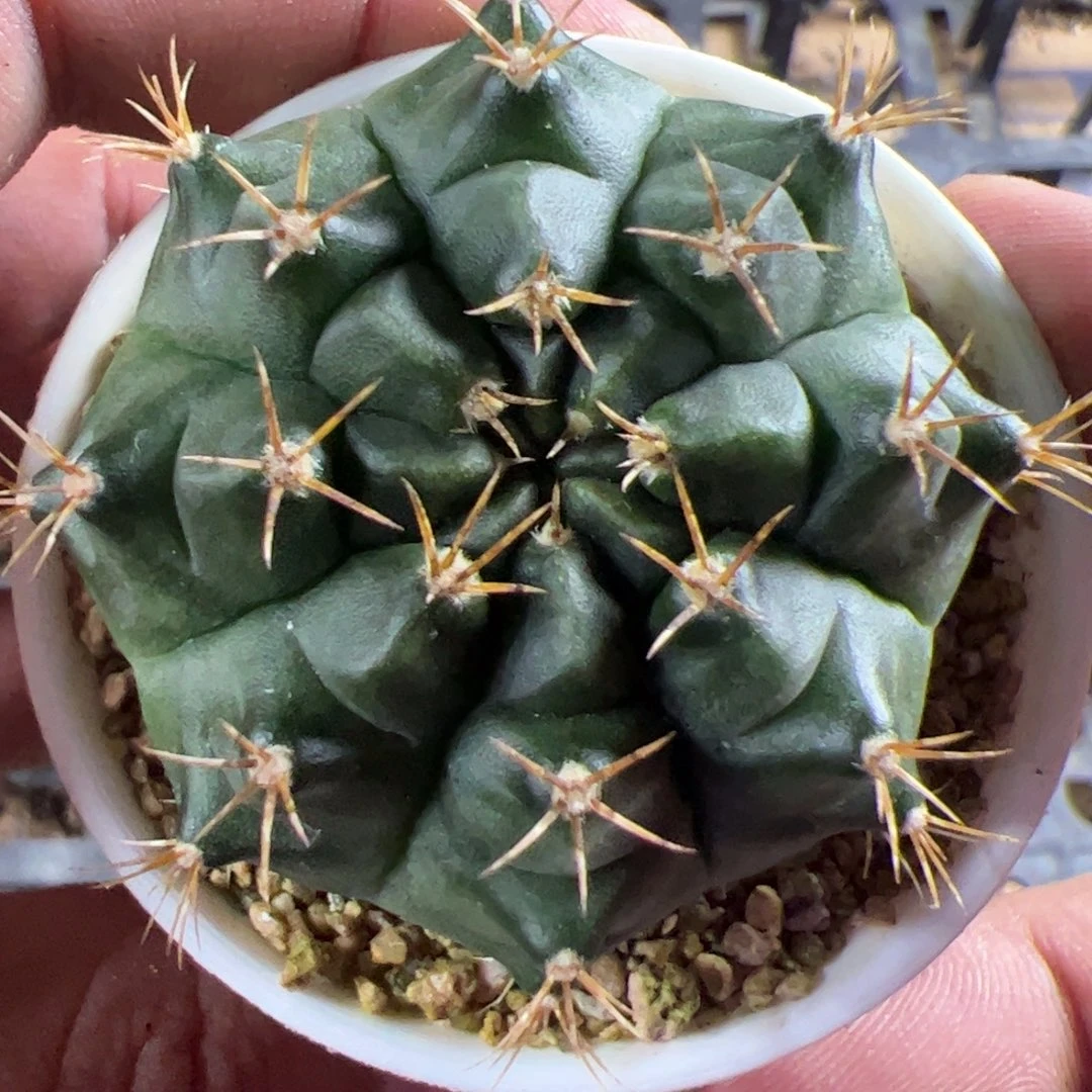 当前无花栽培后可以开花212