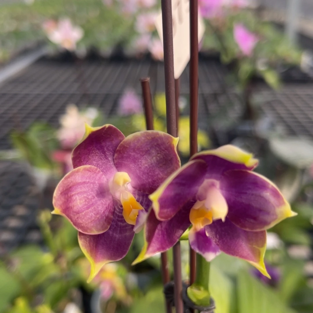 完全开放973 mcl45