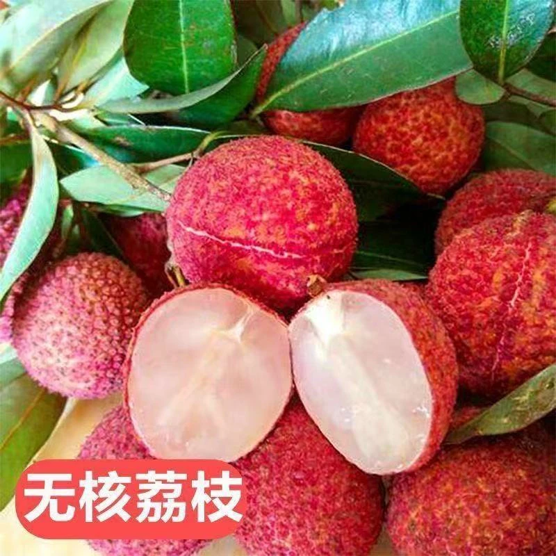 a9【当年结果】荔枝果树苗南北方均可种植阳台盆栽庭院地载
