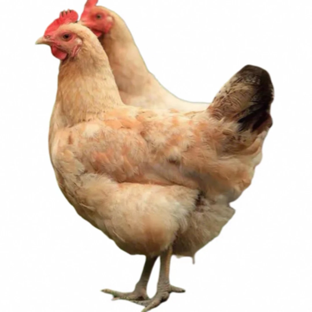 【家养土鸡肉鸡】包邮到家鸡肉同城送