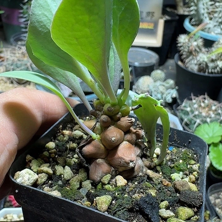 879蛮鬼塔带盆发货