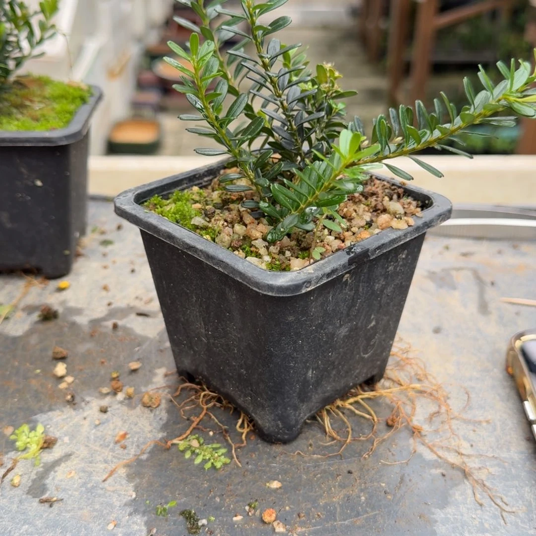 鸭****1c g g h h gv g g h h