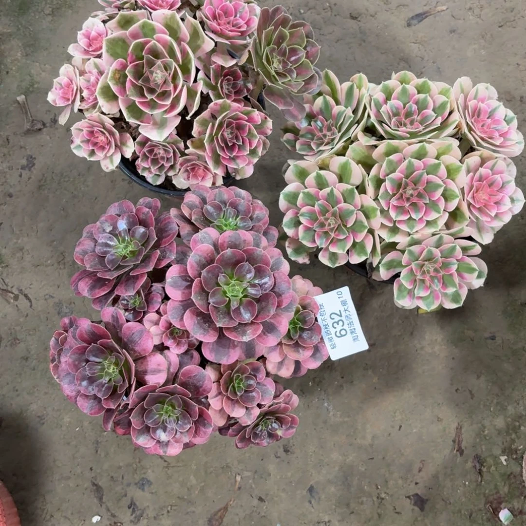 632三棵多肉植物法师