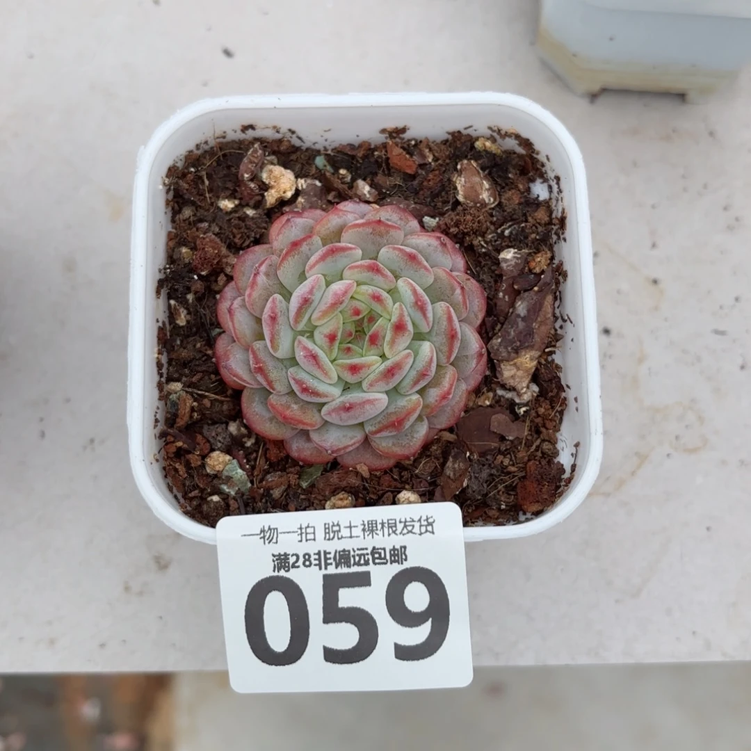 白胖子单头无盆土发货