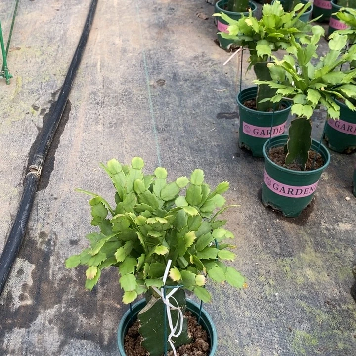 无花朵845嫁接061