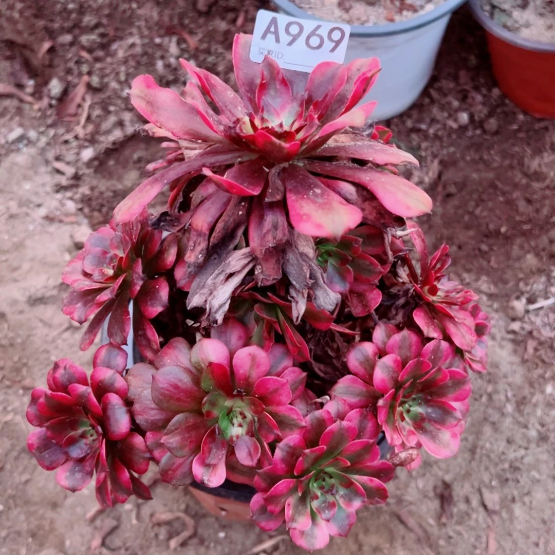 969美姬多肉植物法师