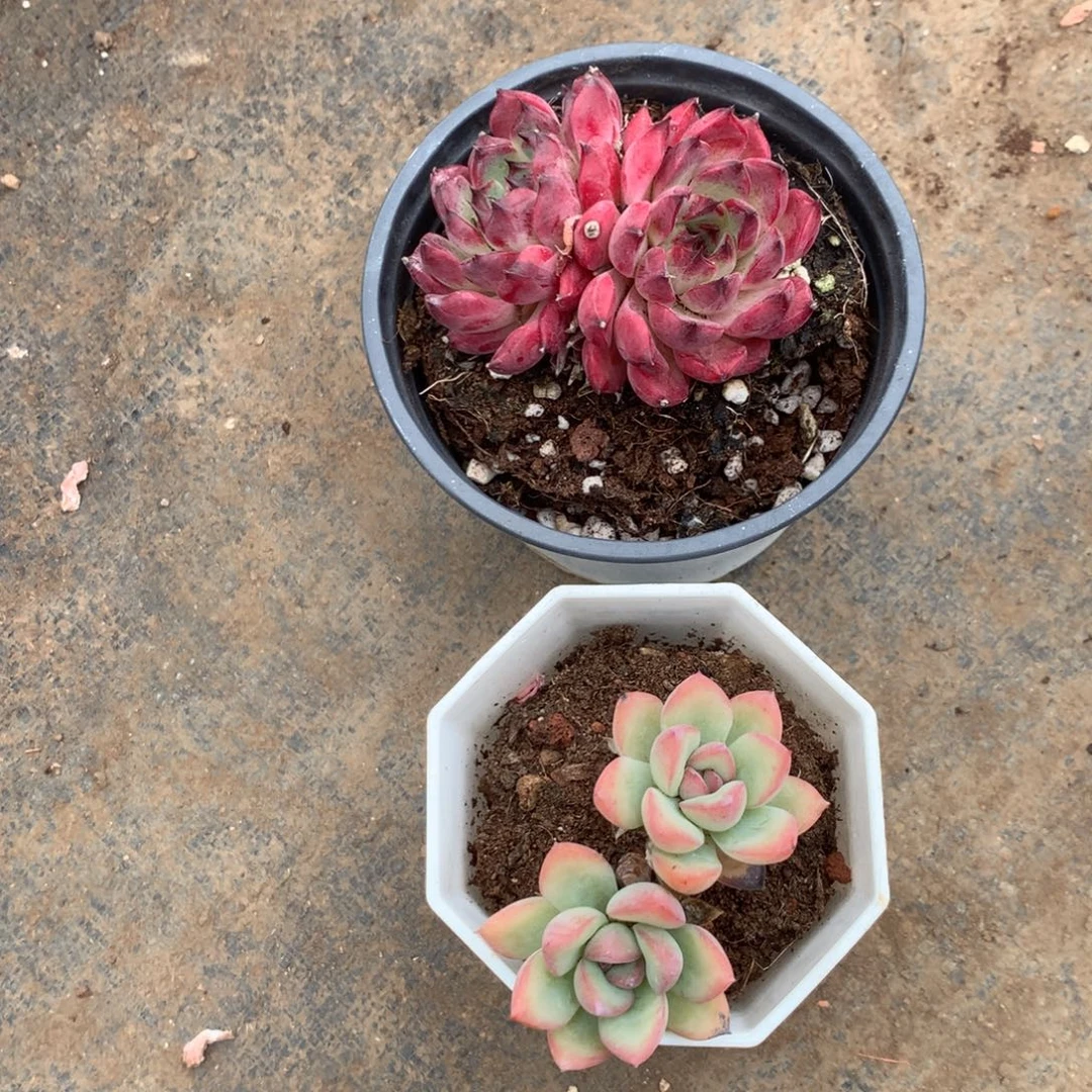 人工关节治疗和各种风湿骨