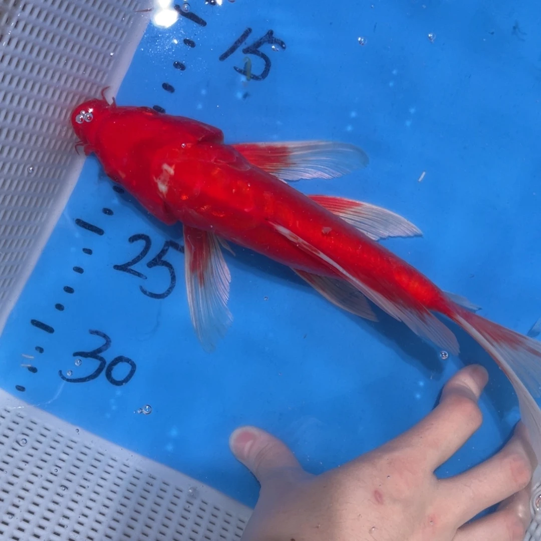 锦鲤蝴蝶锦鲤包邮包邮