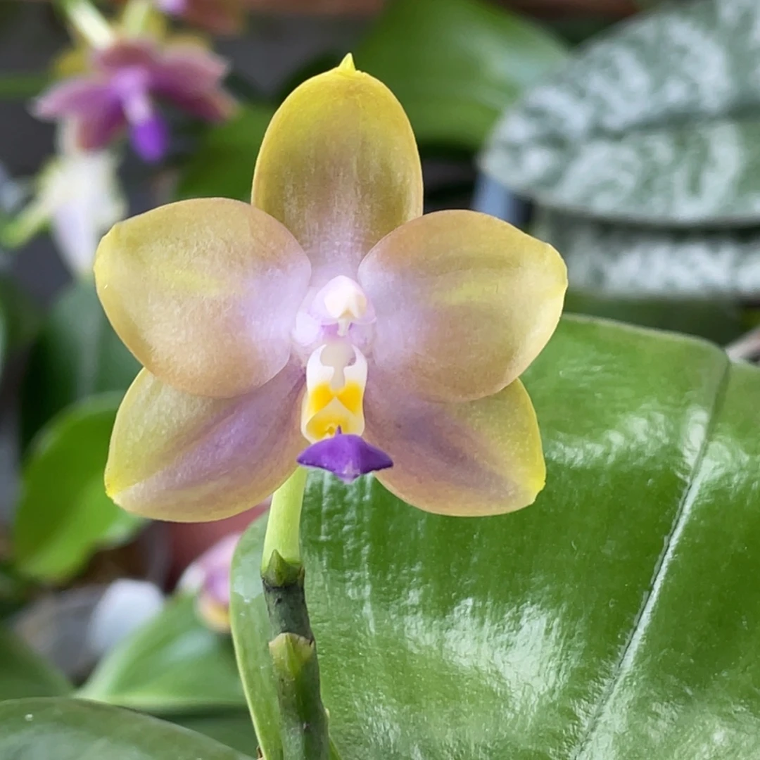 完全开放YC51，蓝家族交蓝AK